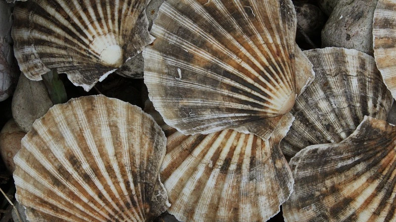 Циклон угостил сахалинцев гребешком и гуидаком