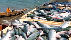 Рыбаки Сахалина взяли более 66 тысяч тонн горбуши и кеты в начале октября