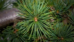 Natura Siberiса объяснила, где нашла на Сахалине несуществующий черный кедр