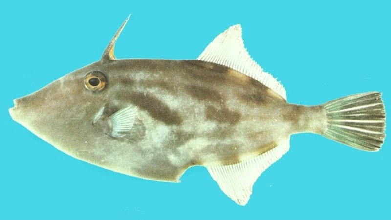 Ученые СахНИРО назвали вид выловленной рыбаками рогатой рыбы в селе Фирсово