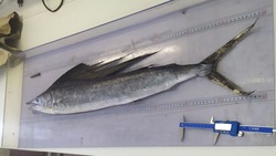 Ученые обнаружили редкий вид тропической рыбы на Курилах