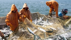 Индия намерена перенимать опыт промышленного рыболовства у Сахалинской области