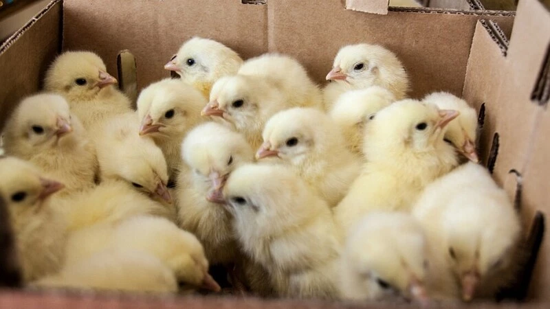 Для сахалинцев закупят 140 тысяч суперцыплят