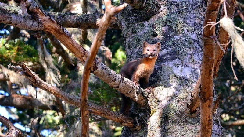 «Около тысячи особей»: на Кунашире посчитали популяцию соболей