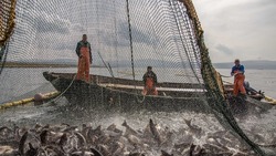 Сахалинские рыбаки отстают на общем уровне роста вылова лосося в 2021 году