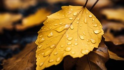 Погода в Южно-Сахалинске 10 ноября: +11 и утренний дождь 