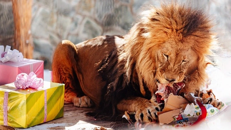 День рождения льва-долгожителя отметят в Сахалинском зоопарке