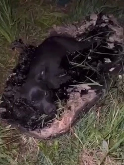 Помощь нужна срочно: щенки провалились в лужу битума в Корсакове