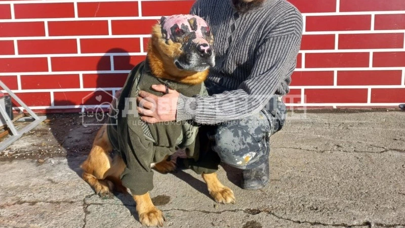«Вернули с того света»: жители Сахалина помогут псу Михею провести зиму в тепле