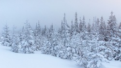 Слабый снег и туман ожидаются в Сахалинской области 9 февраля