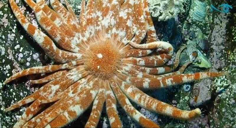 Сивучи, звезды и ламинария: видео морских обитателей Сахалина показали в Москве