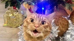 Лучший плейлист для новогоднего настроения от Sakh.online: неиссякаемая классика