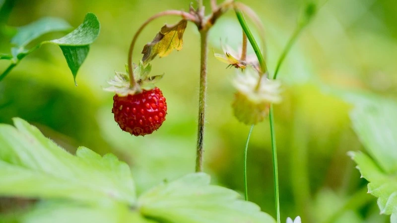 Церковный праздник 17 июня 2025: что нельзя делать в этот день, приметы