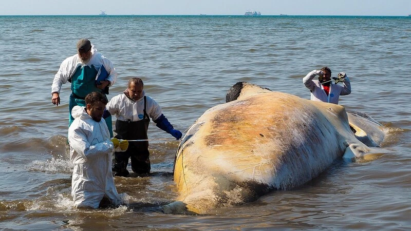 Экологи: Выброшенного на побережье Сахалина кита погубили люди (ВИДЕО и ФОТО)