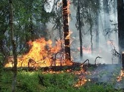 Лесной пожар на севере Сахалина потушили спустя сутки