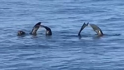 Морские котики показали небольшое синхронное представление жителям Сахалина