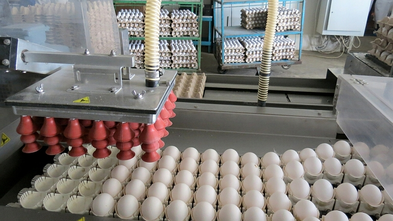 Птицефабрика «Островная» получит господдержку на бройлеров