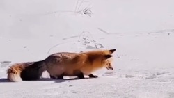 Увлекательная лисья охота попала на видео сахалинцев