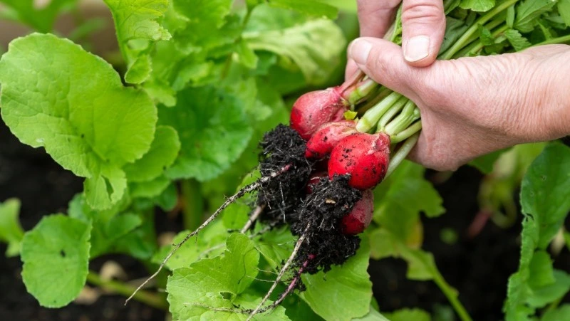 Первый витаминный заряд