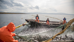 Сахалинской рыбе нашли новых покупателей вместо Китая