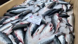 «Доступная рыба» на Сахалине: за неделю жители купили более 47 тонн свежей горбуши
