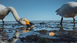 «Сели, поели»: видеограф с Сахалина снял крупным планом трапезу лебедей