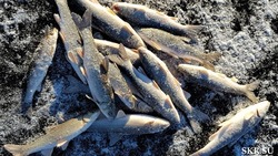 «Вот это да!»: сахалинские рыбаки поймали первую крупную корюшку
