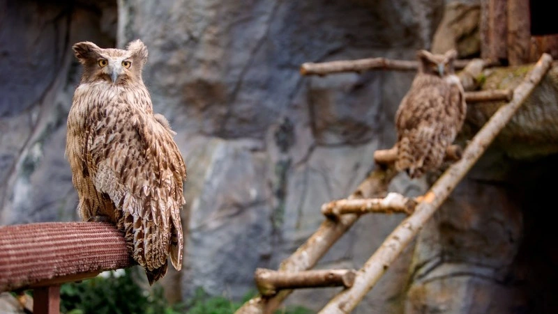 Хамелеоны и рыбные филины: сахалинцев пригласили на показательные кормления