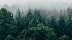 Спасатели ликвидировали лесной пожар в Холмске 