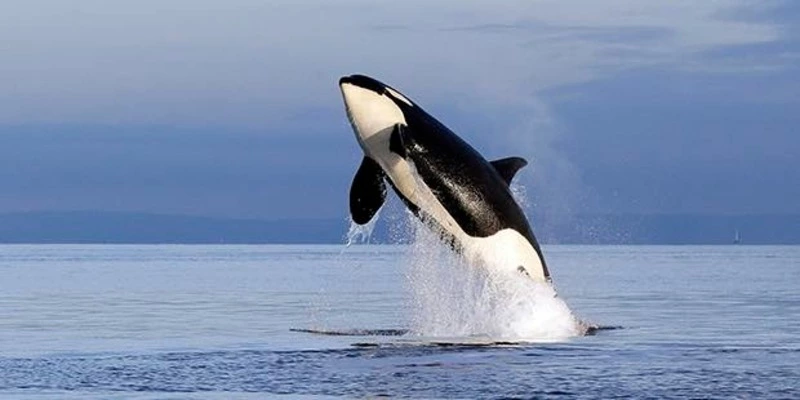 Стая косаток окружила траулер рыбаков к востоку от Сахалина. ВИДЕО