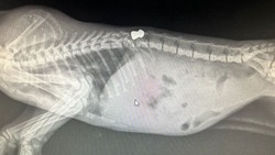 Ветеринарный врач дал надежду на выздоровление котенка с пулей в спине на Сахалине
