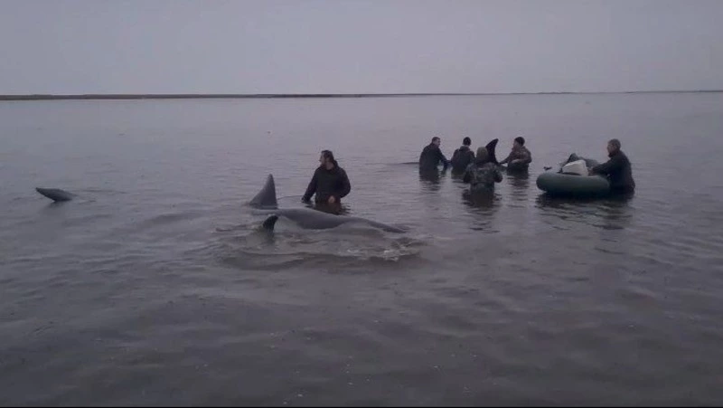 Семья застрявших на мели в Охотском море косаток смогла выплыть