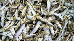 Свалкой гниющей рыбы на берегу Кунашира займется Росприроднадзор
