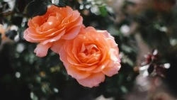 Чем подкормить розы в июле, чтобы цвели до осени: советы «бывалых» агрономов 