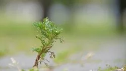 Доказана эффективность экстракта полыни против коронавируса