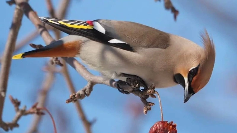 Жители Сахалина встретили свиристель в городском парке Южно-Сахалинска