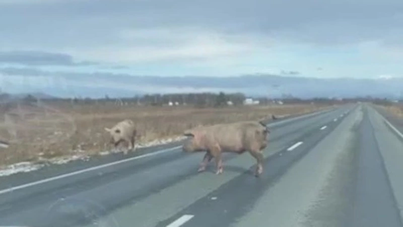 Побег из Тараная: от местного фермера в сторону Анивы сбежали четыре огромных хряка