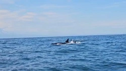 Волонтеры с Сахалина ищут запутавшегося в пластик детеныша косатки на Камчатке
