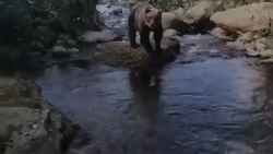 В опасной близости от медведя оказались рыбаки на Курилах