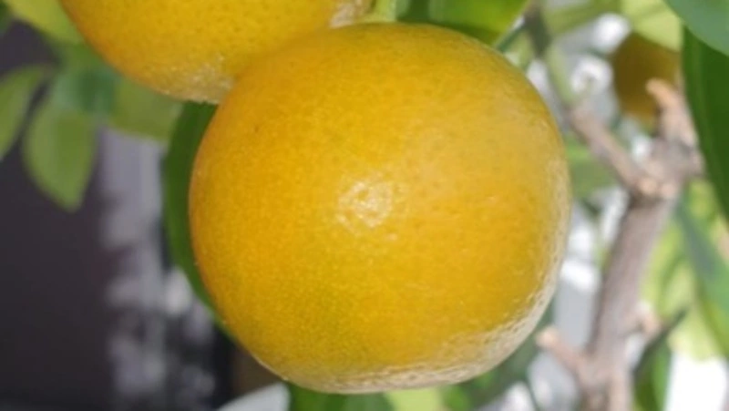 Жители Сахалина вырастили экзотический фруктовый сад в своей квартире