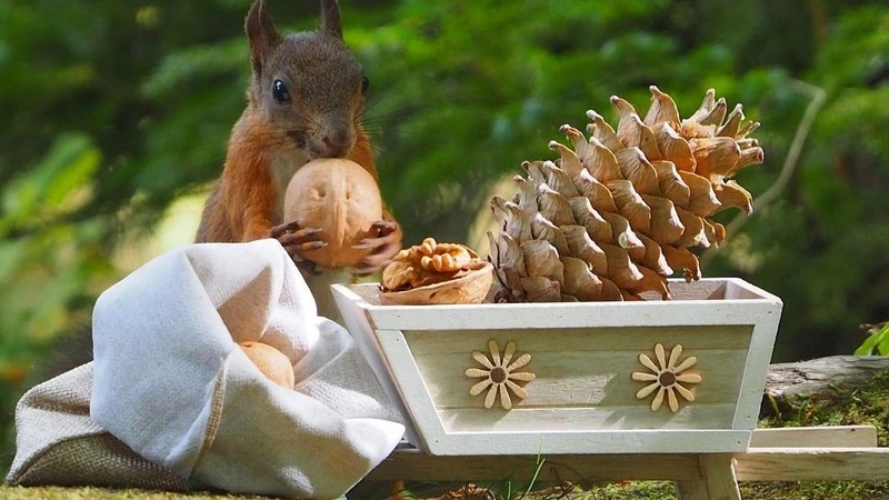 Белки с фортепиано и патефоном на снимках сахалинского фотографа покорили интернет-пользователей