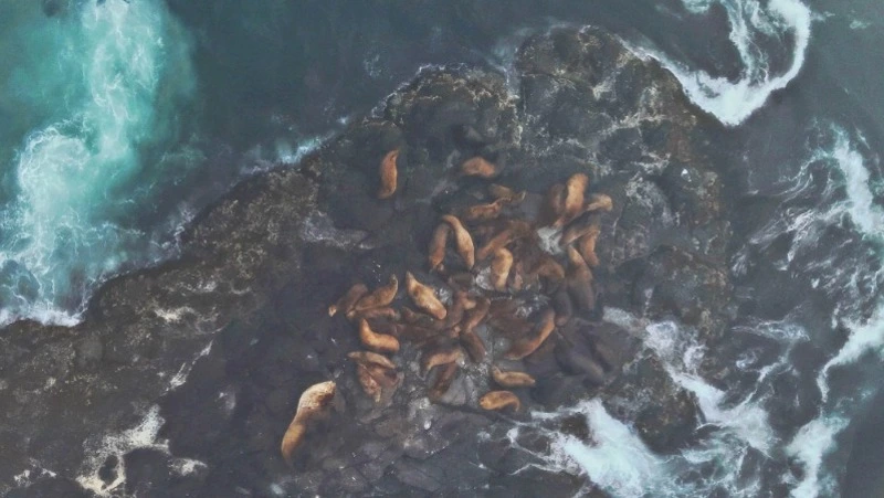 Российские ученые добрались до труднодоступных островов Курильской гряды ради встречи с сивучами 