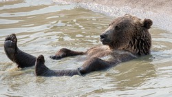 Забавные и опасные: подборка весенних медведей в 2023 году на Сахалине