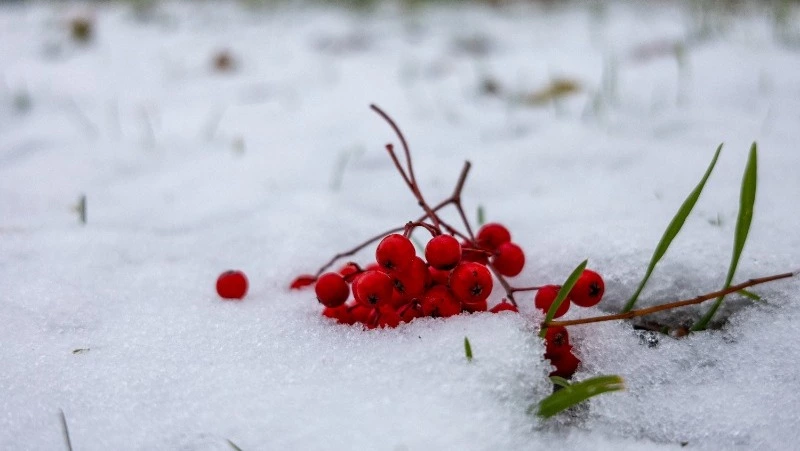 До -30 градусов на Сахалине и ветер на Курилах спрогнозировали синоптики 11 февраля 
