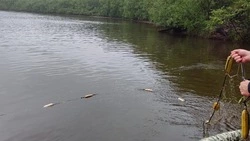 Сахалинские браконьеры за неделю получили штрафы на 140 тысяч рублей