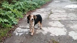 Собака мобилизованного сахалинца дежурит на перекрестке в ожидании хозяина