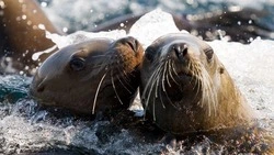 Сахалинцам рассказали, когда начнутся свидания с сивучами в Невельске