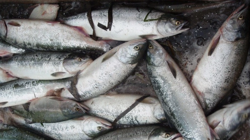 Доступная рыба