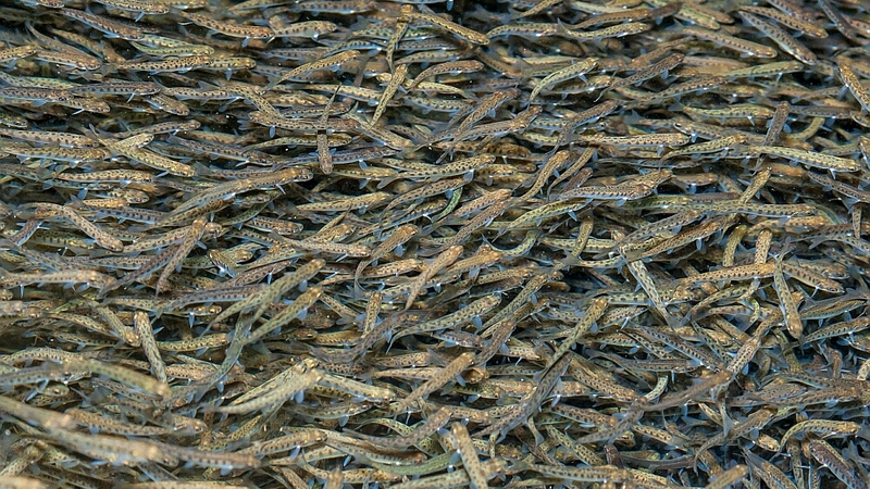 Почти 800 млн мальков лосося выпустят рыбоводные заводы Сахалина