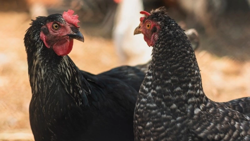 Народные приметы на 14 ноября 2023: что нельзя делать в этот день